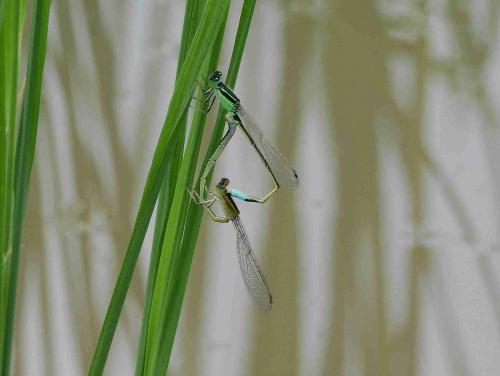 Réf. 214 506 : Ischnura senegalensis